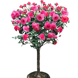国月特大花玫瑰花树苗棒棒糖树状月季花阳台庭院浓香四季花卉植物