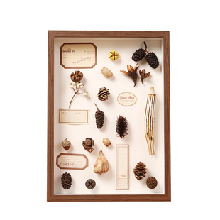 中空植物标本松果干花相框diy摆台蝴蝶保存贝壳昆虫手工展示画框