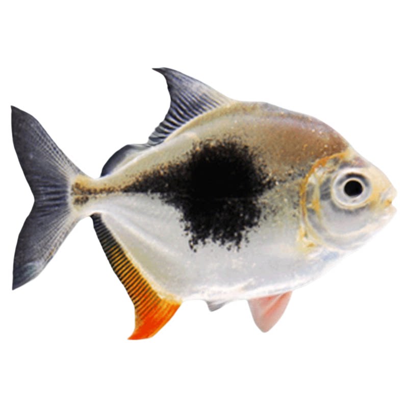 粗线银板鱼活体黑桃A银板虎纹银板龙鱼配鱼大型热带观赏鱼