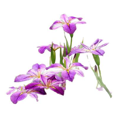 植物黄菖蒲工程绿化蝴蝶花