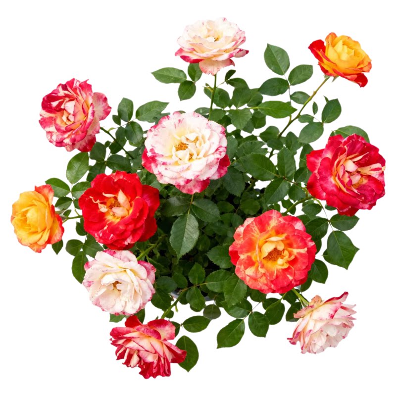 爬藤月季花大苗庭院四季开花蔷薇