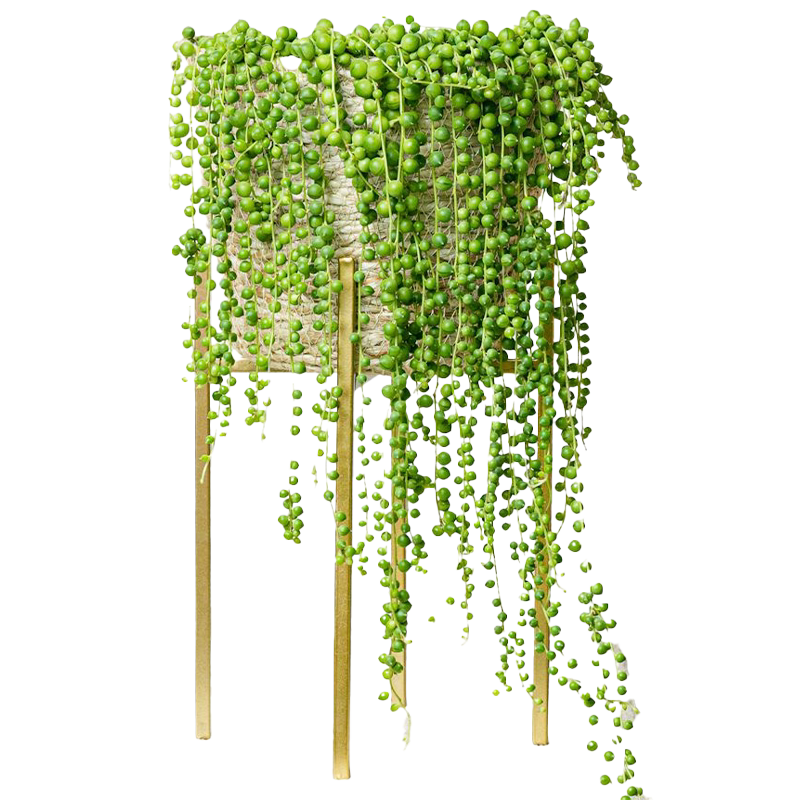 佛珠多肉植物精品紫玄月垂盆草吊兰情人泪含带花小盆栽幼儿园好养