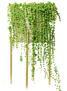 佛珠多肉植物精品紫玄月垂盆草吊兰情人泪含带花小盆栽幼儿园好养