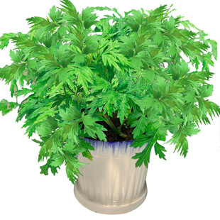 艾草苗驱蚊植物食用香草新鲜室内外阳台绿植盆栽防虫小叶艾蒿端午
