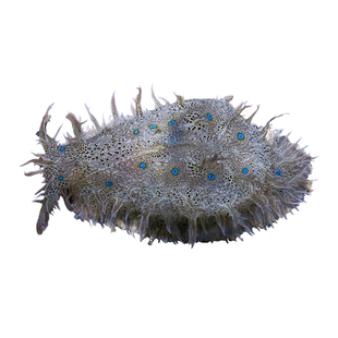 食藻螺火焰贝海胆牛眼螺金环宝螺塔螺蝾翻沙螺海猪海兔海水鱼活体