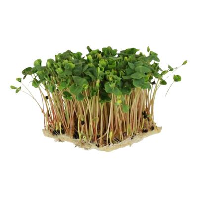 甜荞麦种子无土栽培芽苗菜