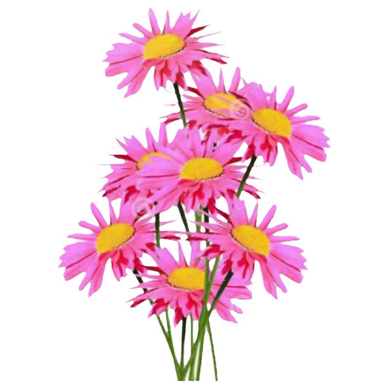 除虫菊种子驱虫花草植物盆栽花籽四季播种开花庭院阳台花卉种孑