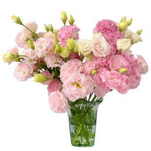 AB级洋桔梗鲜花室内水养鲜切花多种颜色好养云南基地直发简约新鲜