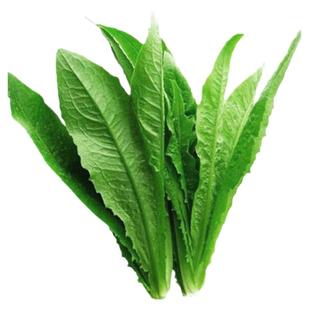 大棵油麦菜种子四季青菜种籽菜籽盆栽籽种菜苗秧苗春秋种孑米香