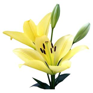 黄百合花鲜花直批百合新鲜家用水养黄天霸云南基地直发花束插黄色