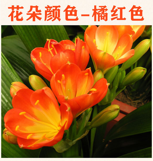 君子兰带花苞盆栽含花苞发货大棵开花四季好养室内送礼精品花卉