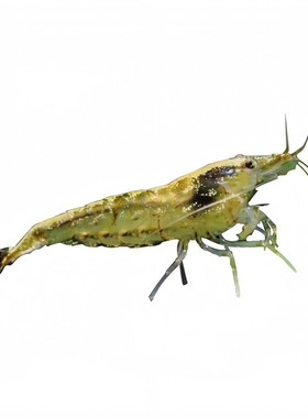 黑壳虾活体鱼缸除藻虾