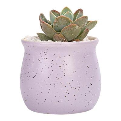 马卡龙多肉陶瓷花盆粗陶包邮