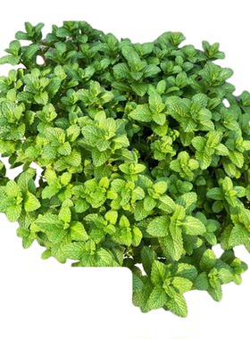 薄荷盆栽可食用留兰香绿植