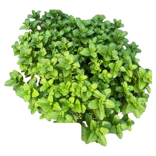 薄荷盆栽可食用留兰香迷迭香绿植室内办公室桌面好养驱蚊驱虫植物