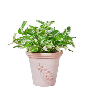 白金葛油画绿萝黄金葛银斑葛室内净化空气观叶植物北欧风网红绿植