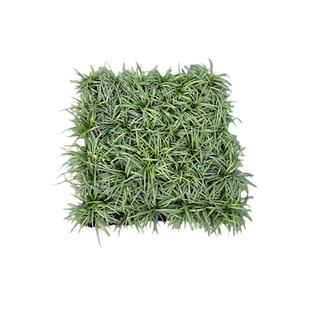 拾园记日本矮麦冬苗玉龙草坪皮带土耐寒热庭院花园别墅地被绿植物