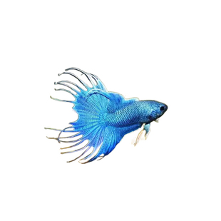 中国斗鱼养殖场游龙无纹蓝鱼苗观赏鱼淡水耐活冷水小型鱼活体爆针