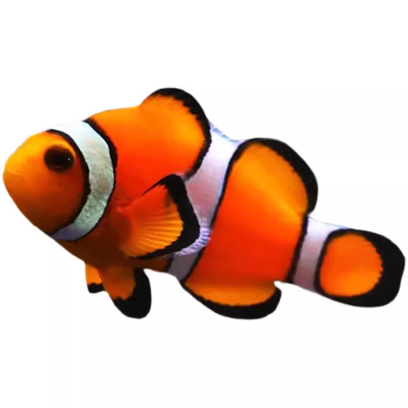 [直供價]人工公子小丑魚尼莫活魚澳黑熊貓活體海水練手易養(yǎng)觀賞魚