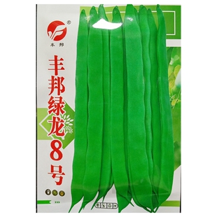 丰邦绿龙8号芸豆种子早熟蔓生搭架长宽荚无筋四季豆豆角菜豆30克