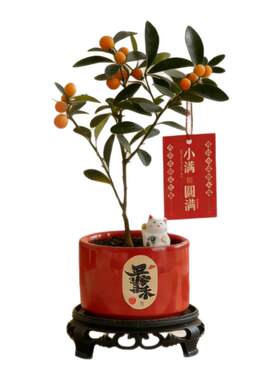 带果金豆盆栽绿植桌面客厅室内四季金桔好养年宵盆景禅意植物摆件