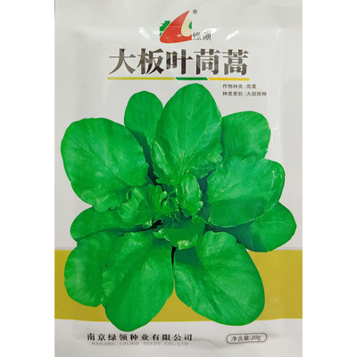 绿领大板叶茼蒿种子20克