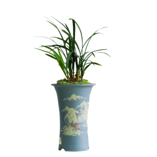 浙江紫藤三叶青种苗 三叶青苗 带根苗带葫芦苗 金线吊葫芦苗植物