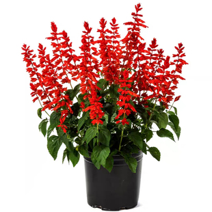 矮杆一串红种子高杆一串红春秋开花种籽易种活耐寒串串红花卉盆栽