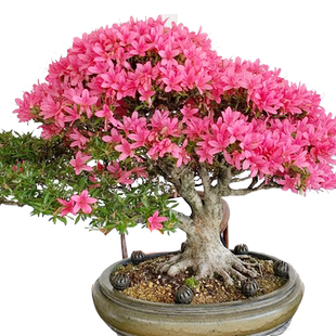 映山红树桩老桩高山杜鹃花盆栽映山红熟桩真花室内花卉盆景庭院地