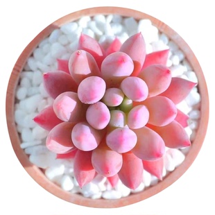 状态所罗门 带盆4厘米 多肉植物 多肉 所胖子 所罗门