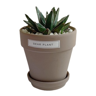 亲爱的绿植龙舌兰多肉箭山积雪耐寒办公室内世之雪盆栽