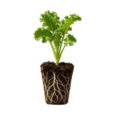 史丹利精选羽衣甘蓝苗