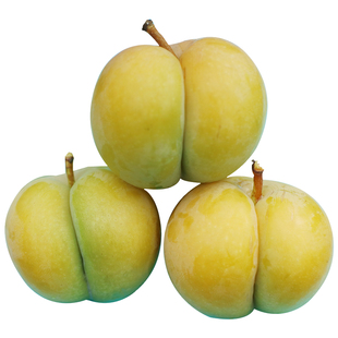 蜂糖李李子树苗 贵州 原产地 老枝条嫁接苗 六马正宗蜂糖李苗销售