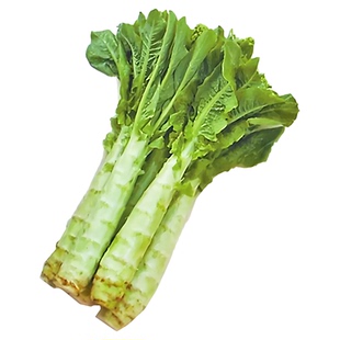 二白皮莴苣种籽香莴笋四季莴苣种子莴笋菜种籽种孑秋冬季菜农家蔬