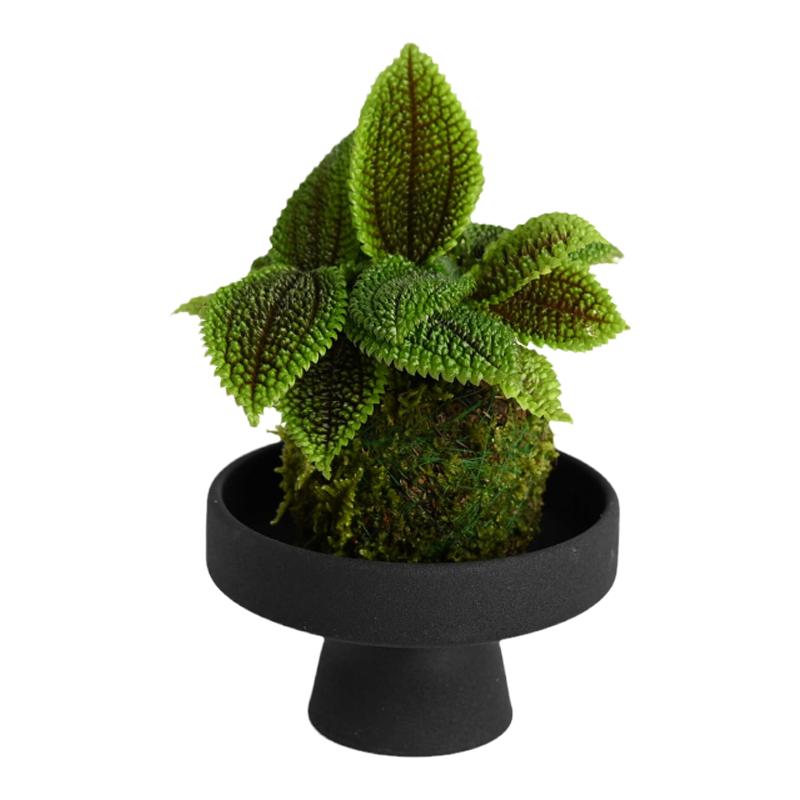 皱叶冷水花苔藓球 耐阴四季常绿观叶盆栽绿植防辐射净化空气