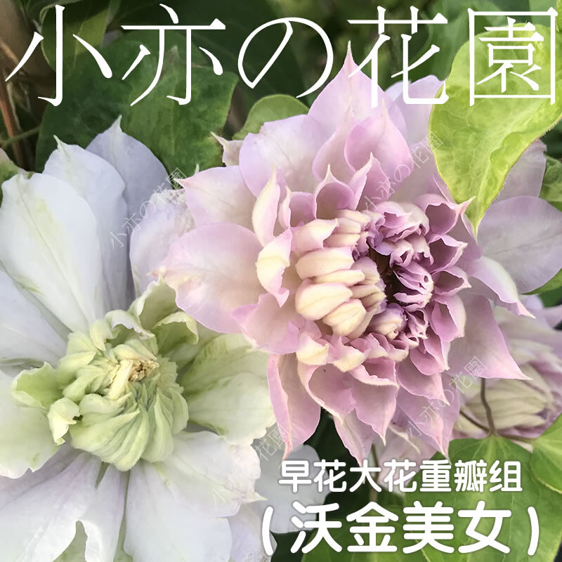 铁线莲重瓣组约瑟芬皇帝多蓝水晶魔法喷泉蓝光円空琉璃蓝色风暴h