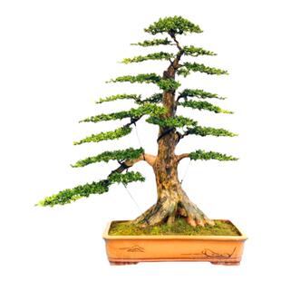 罗汉松盆景 提根米叶罗汉松盆景 珍珠罗汉松盆景树桩一物一拍