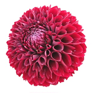 重瓣大丽花种球根进口巨型大丽菊花苗庭院地栽阳台盆栽花卉绿植物