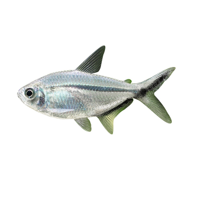 黑尾打钩热带观赏鱼草缸群游鱼