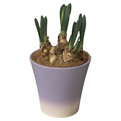 年宵花进口洋水仙盆栽荷兰船长室内客厅花卉桌面好养耐寒新手植物