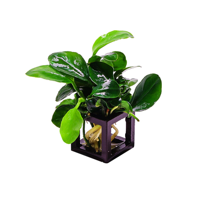 莫斯虾屋水草植物鱼缸造景紫砂躲避屋装饰阴性牡丹水榕懒人真草