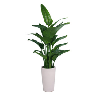 北欧网红天堂鸟观叶鹤望兰耐阴好养护盆栽植物花卉大叶绿植除甲醛