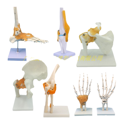 美善模型人体骨骼关节骨骼教学