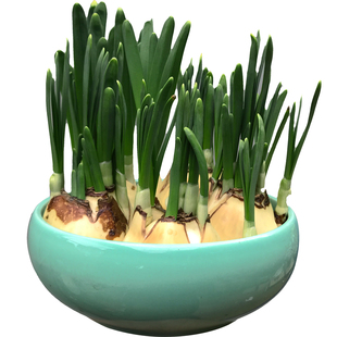 【重瓣水仙】漳州水仙花种球复瓣水培冬季花卉植物室内盆栽种子养