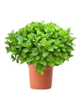 【高端的品质，优惠的价格】薄荷