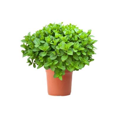 【一样的品质，优惠的价格】薄荷