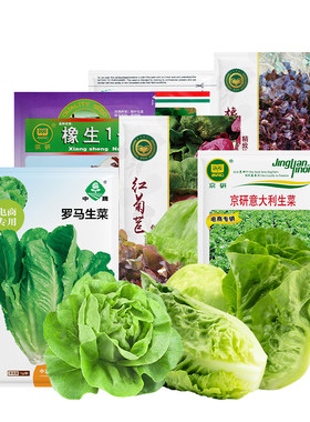 农科院生菜种子罗马生菜紫叶橡叶莴苣生菜沙拉菜可水培四季蔬菜籽