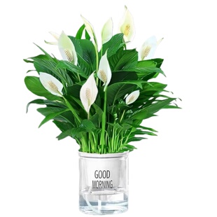 一帆风顺白掌盆栽水培植物办公室内小绿植适合懒人养的花卉除甲醛