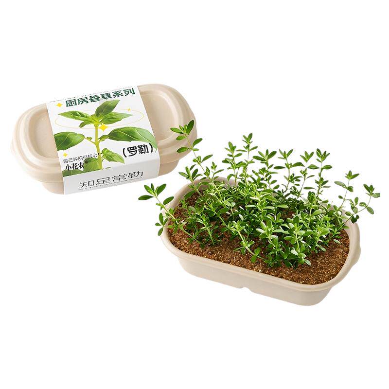 厨房香草香料薄荷家庭可食用植物种子儿童种植小盆栽小葱香菜观察