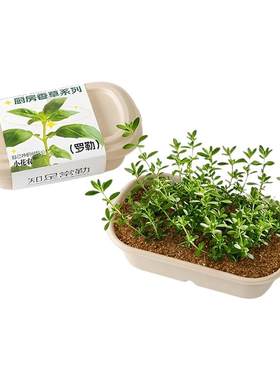 2026新种子包发芽蔬菜种植套装